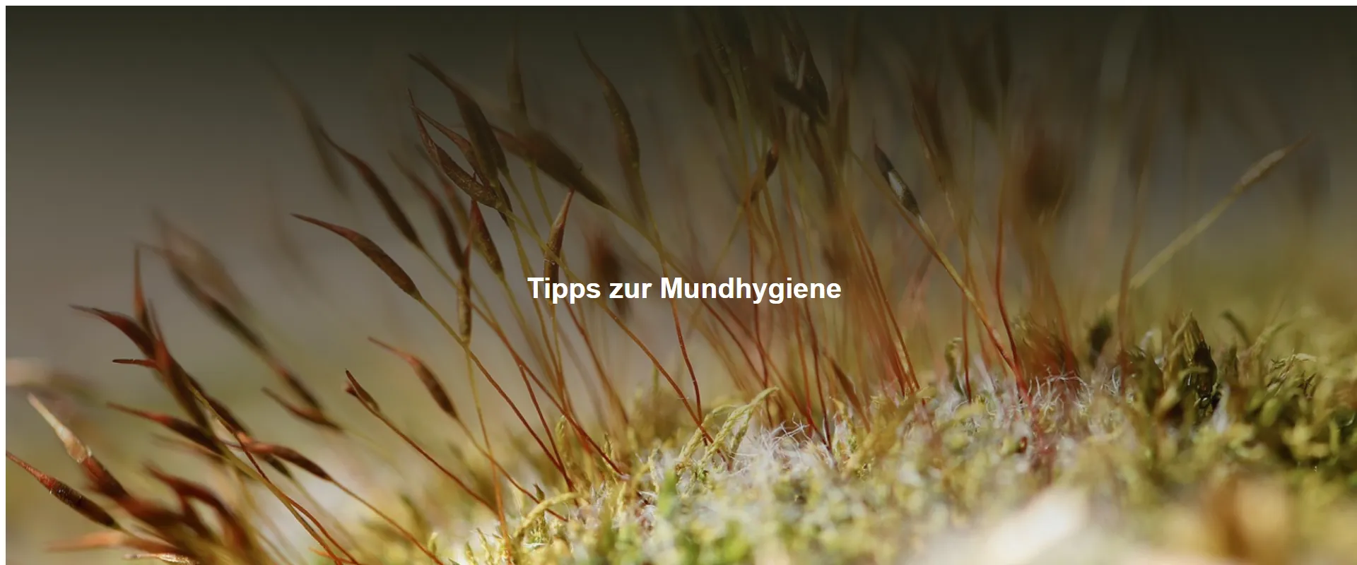 Tipps zur Mundhygiene